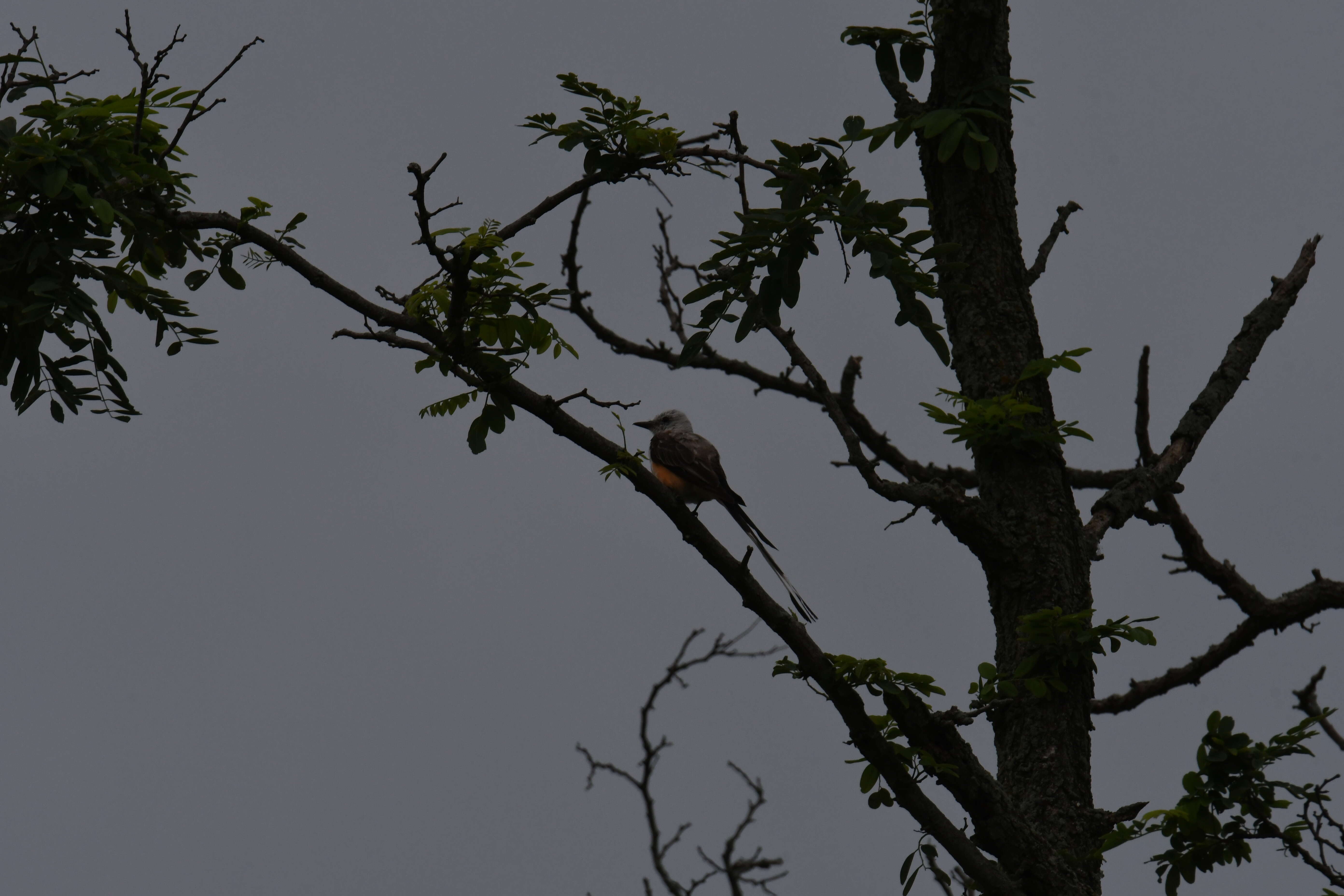 Image of Scissor-tailed Flycatcher