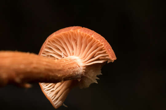 Image of Laccaria laccata (Scop.) Cooke 1884