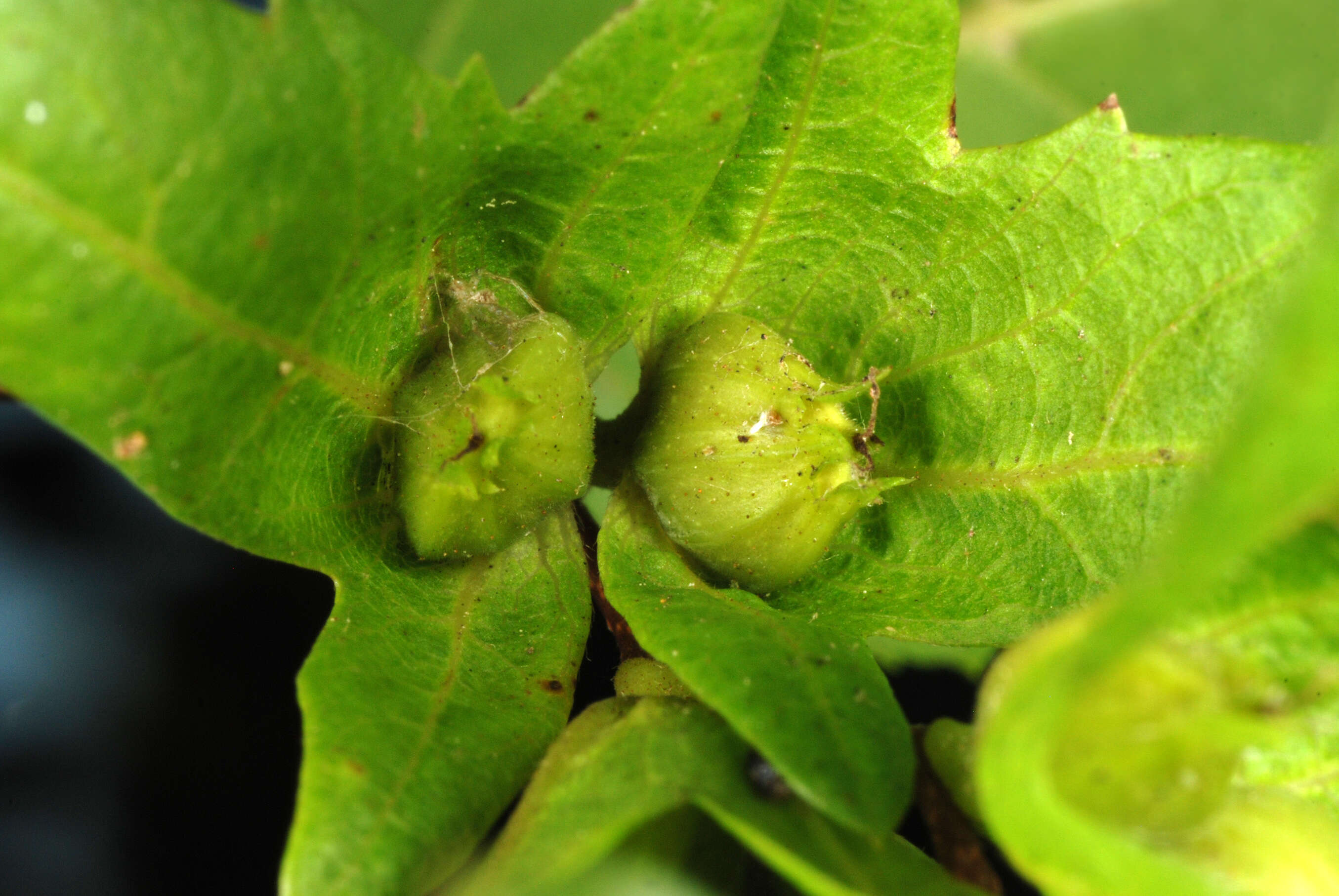 Image of American hornbeam