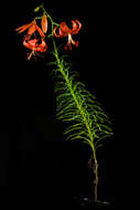 Image of Lilium davidii Duch. ex Elwes