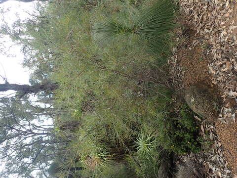 Image of Hakea falcata R. Br.