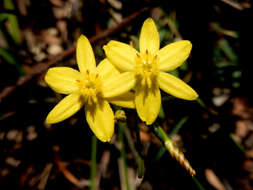 Image of Hypoxis hygrometrica Labill.