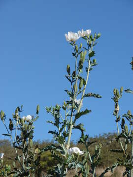 Image of Hawaiian prickly poppy