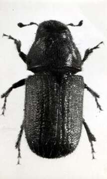 Image of Douglas-fir Beetle