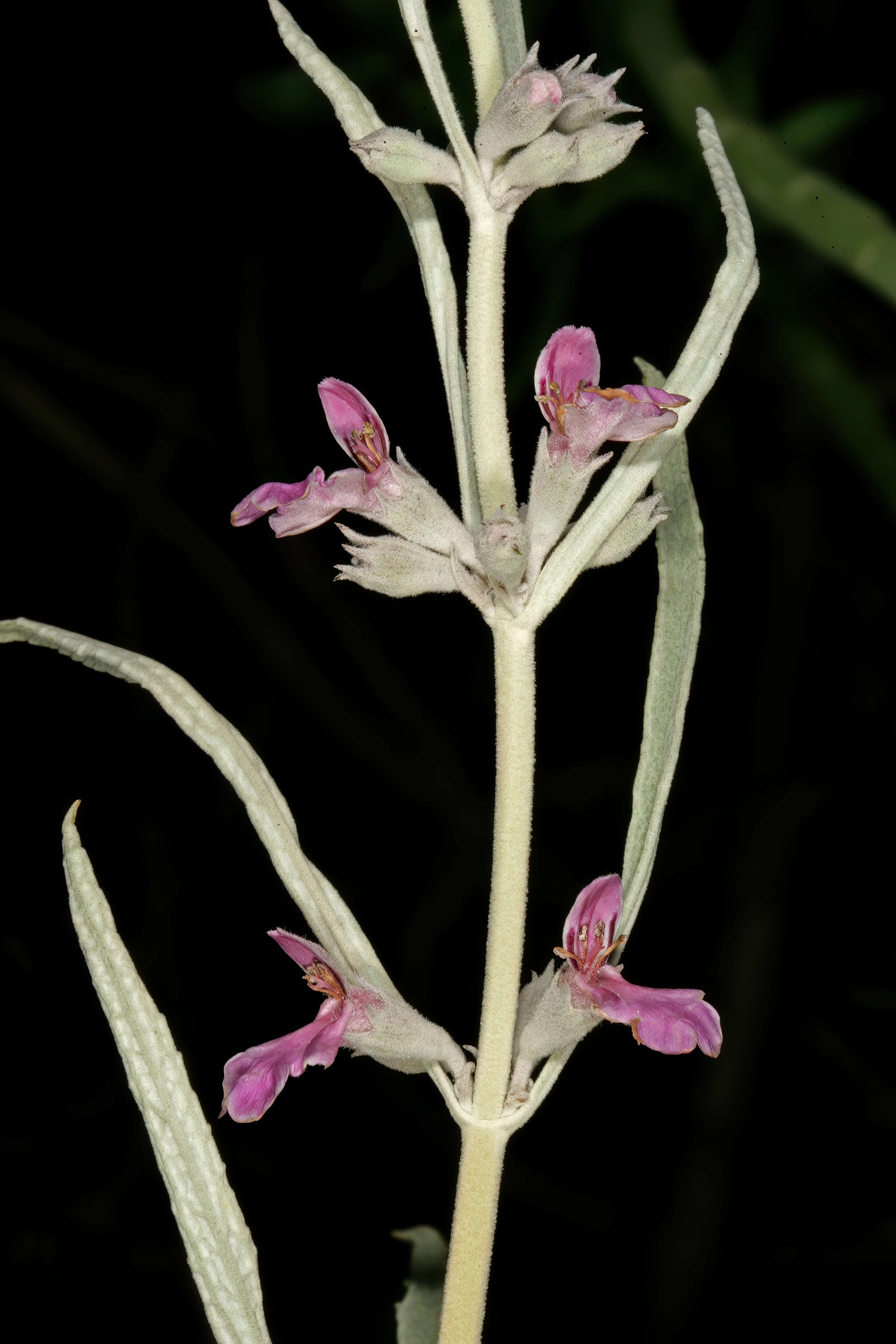 Image of Grey stachys