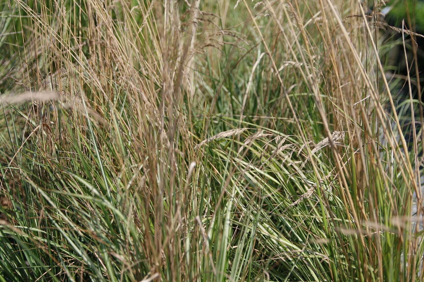 Image of feather reed grass