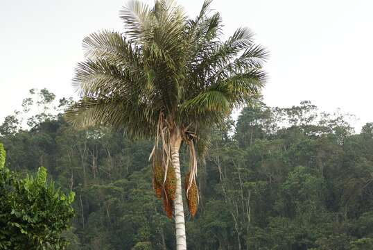 Image of Ceroxylon sasaimae Galeano