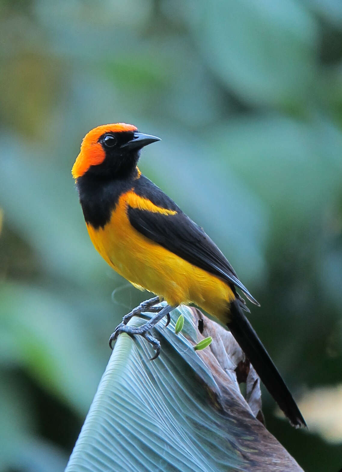 Image of Orange-crowned Oriole