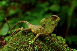 Image of Keeled Helmeted Basilisk