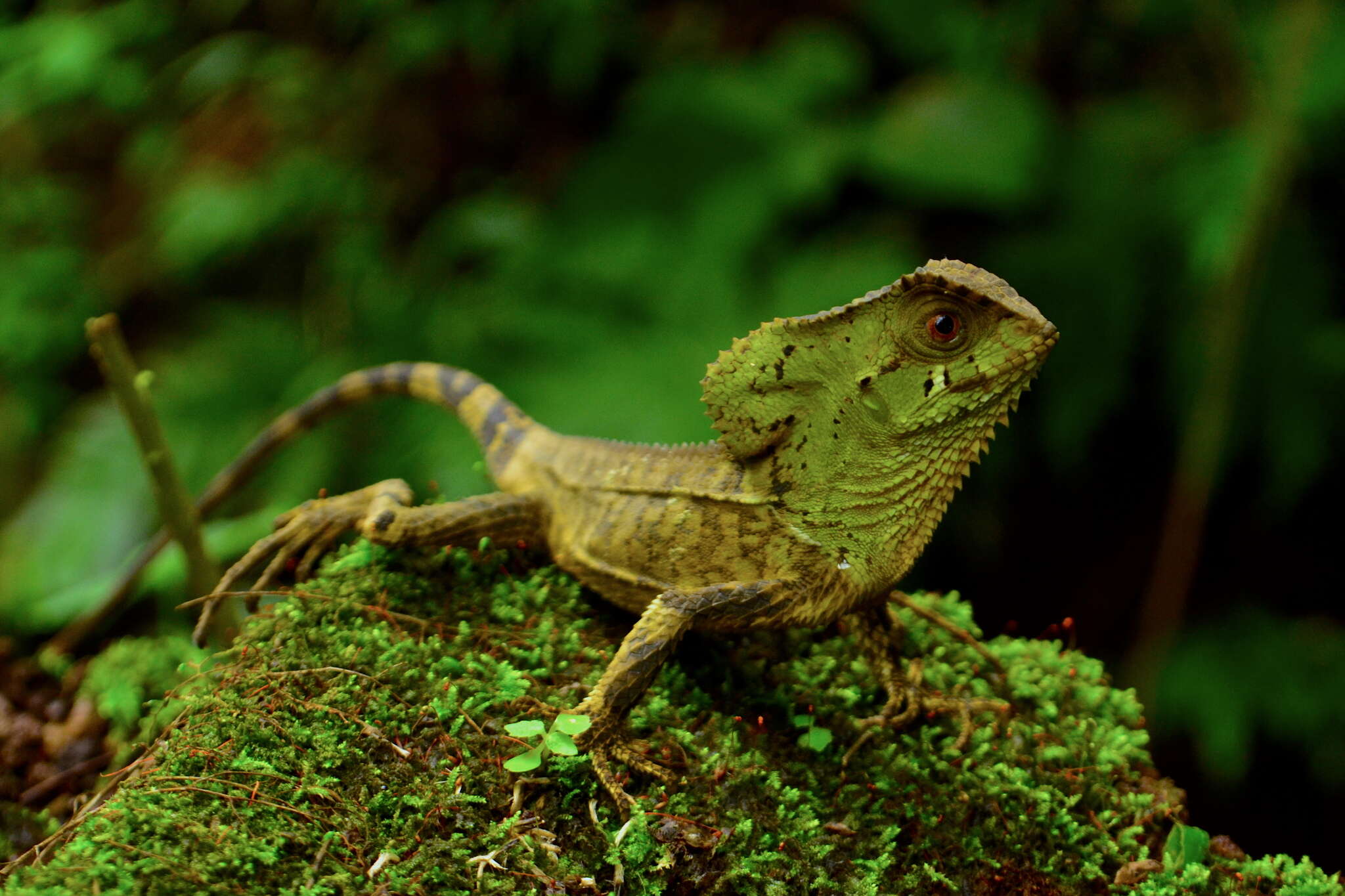 Image of Keeled Helmeted Basilisk