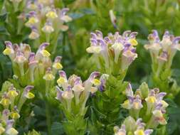 Image of Scutellaria orientalis L.