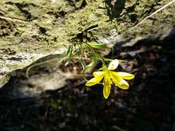 Image of star of Bethlehem