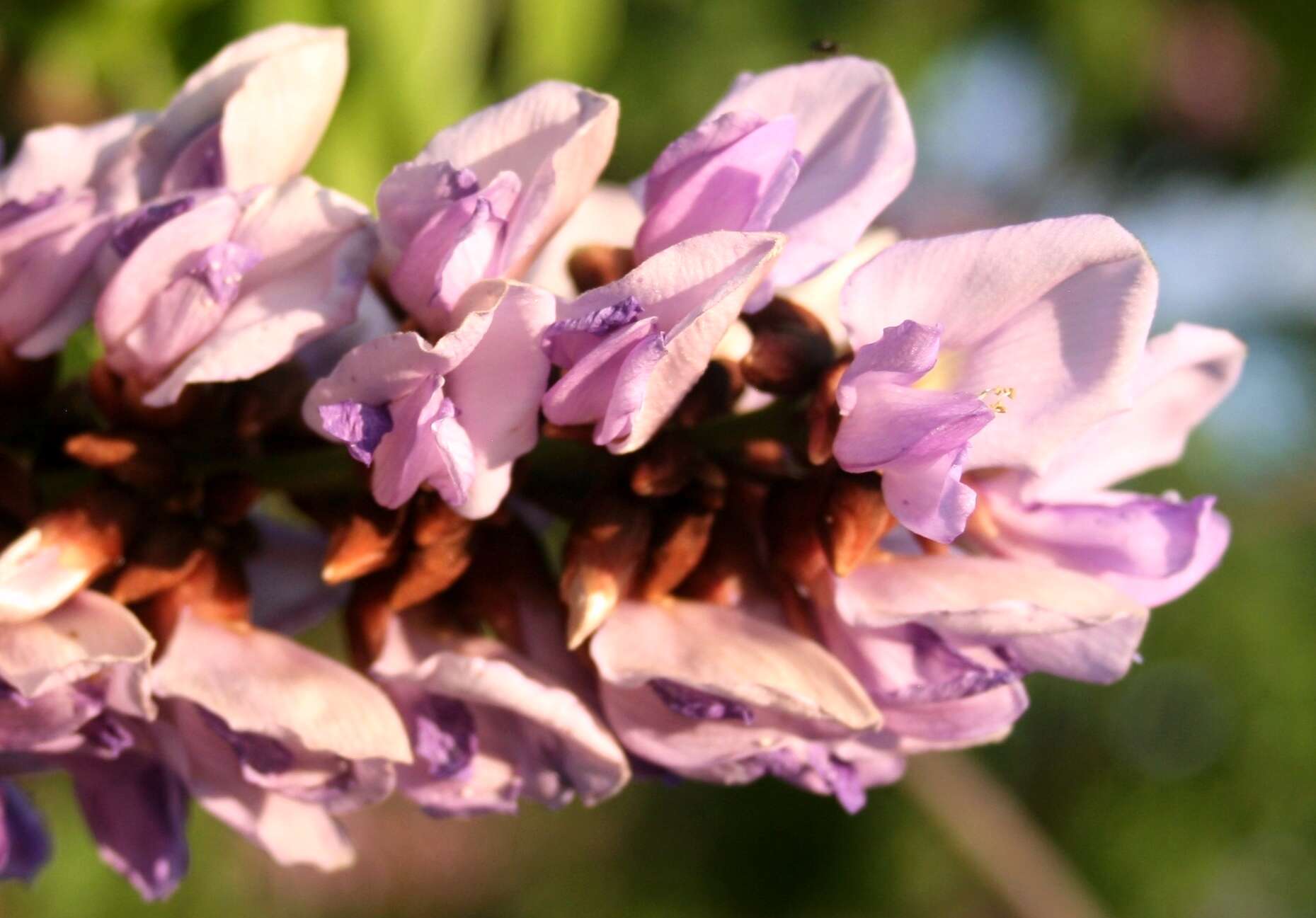 Image de Millettia grandis (E. Mey.) Skeels