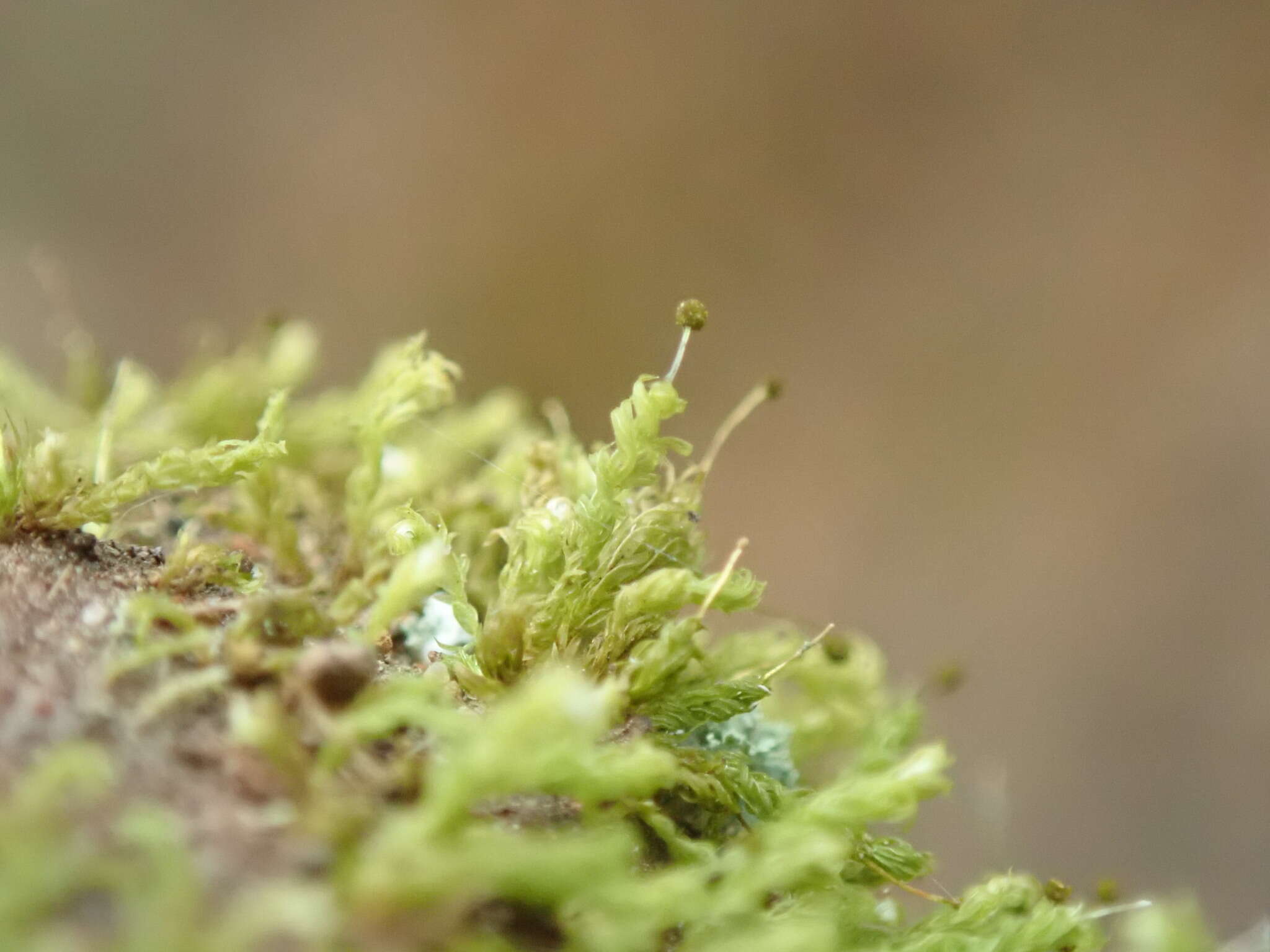 Image of aulacomnium moss