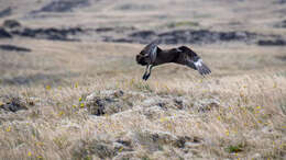 Image of Brown Skua