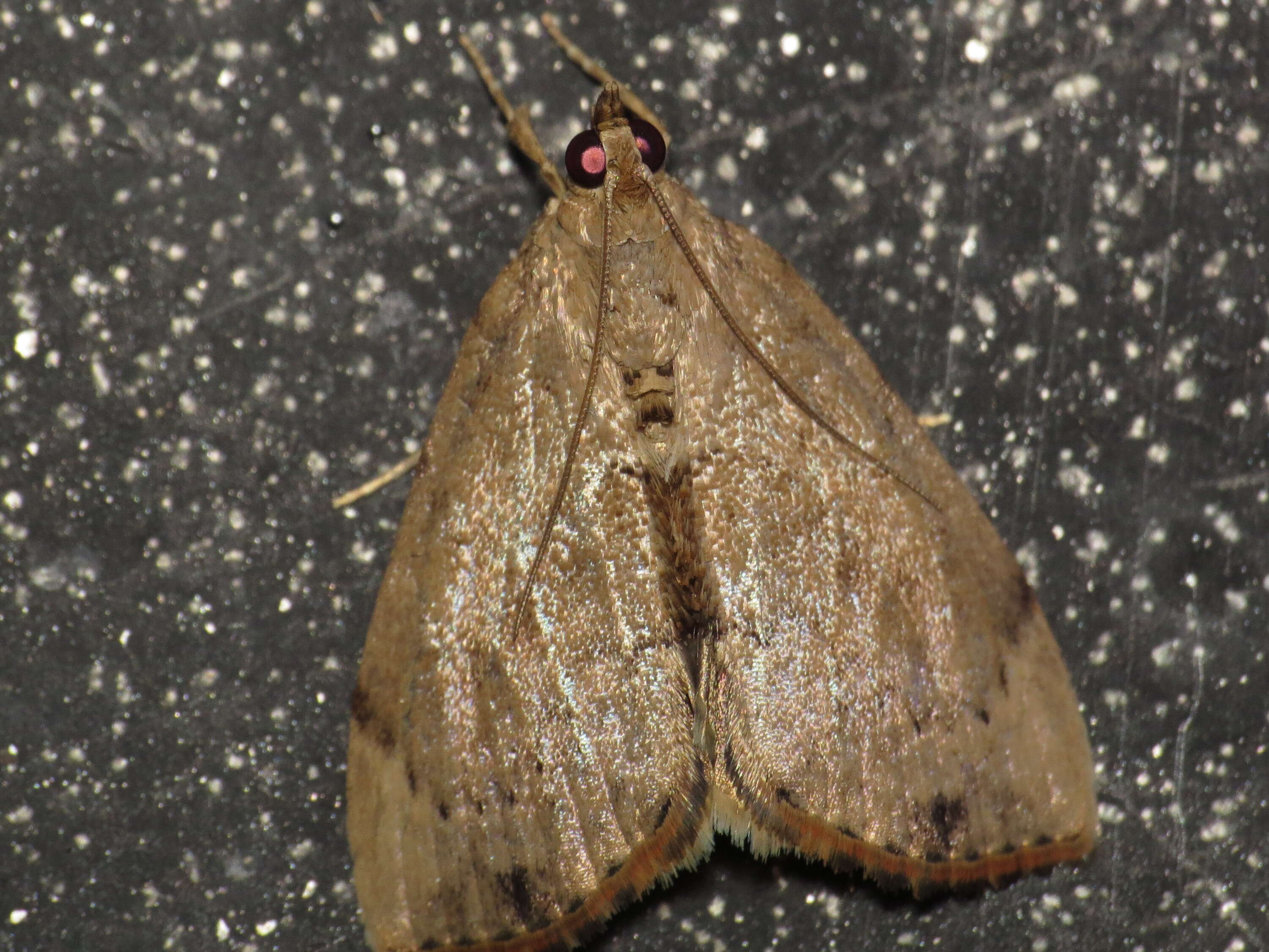 Image de Crocidolomia suffusalis Hampson 1891