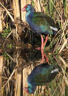 Image of African Swamphen