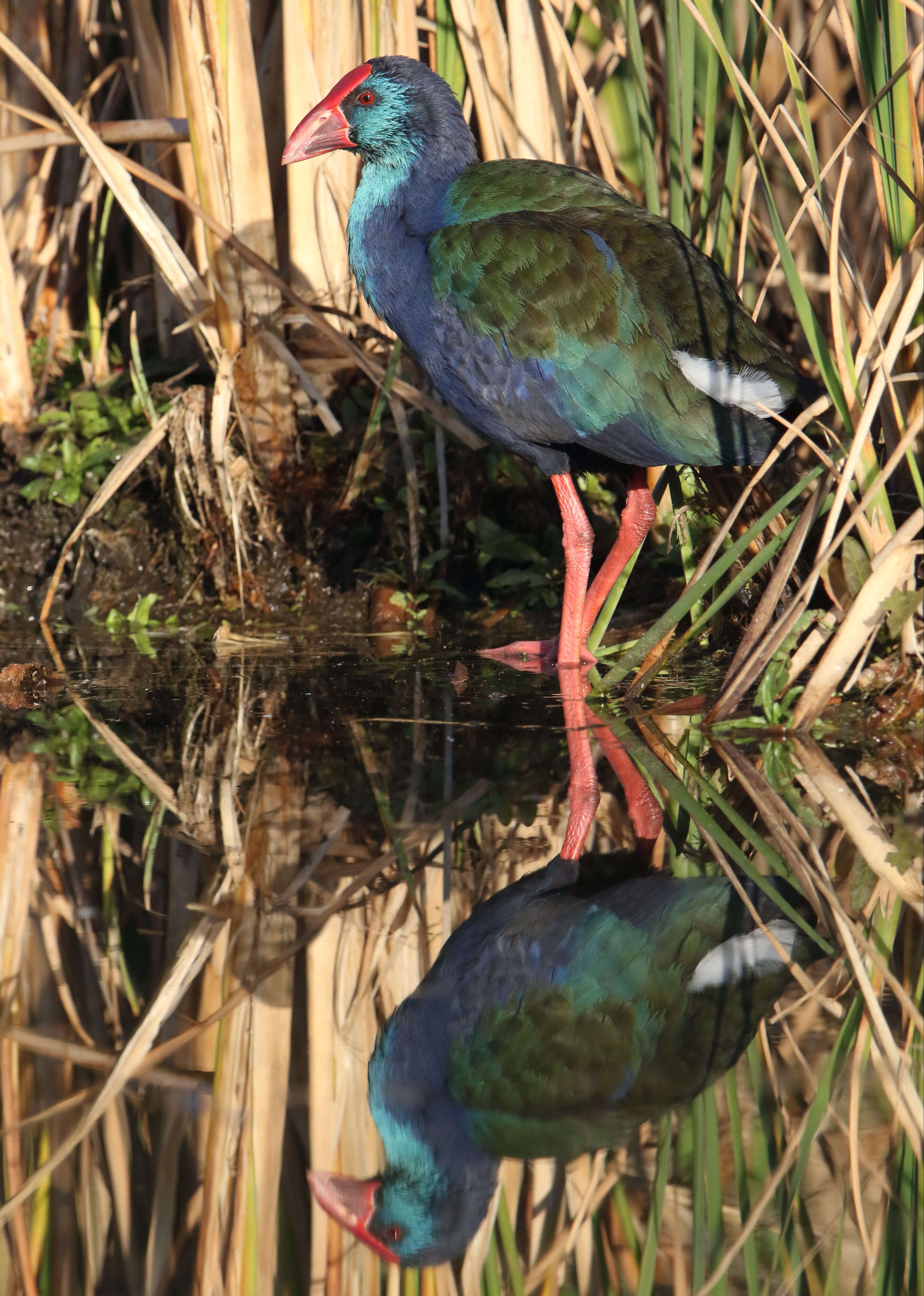 Image of African Swamphen