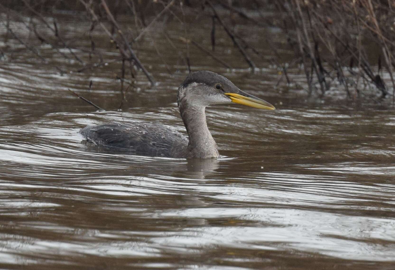 Image of Red-necked Grebe