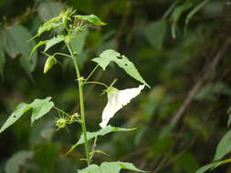 Hibiscus vitifolius L.的圖片