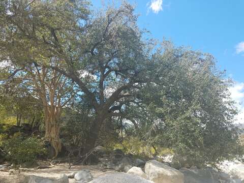 Image of brandegee oak