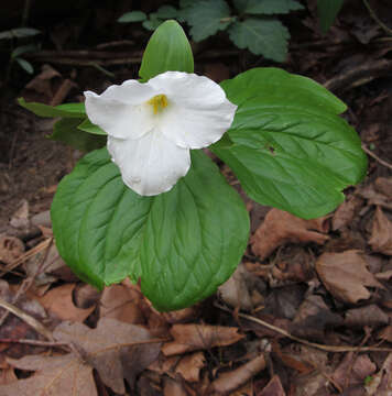 Image of White trillium