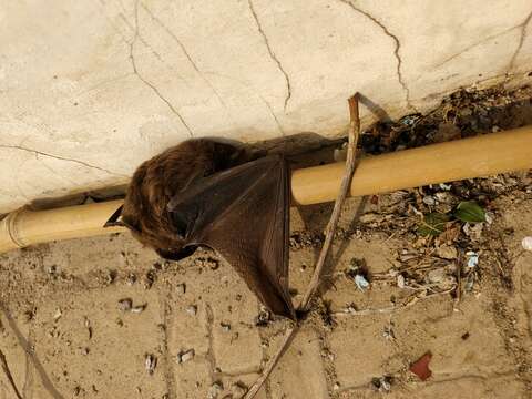 Image of Chinese Noctule