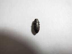 Image of Jewel beetle