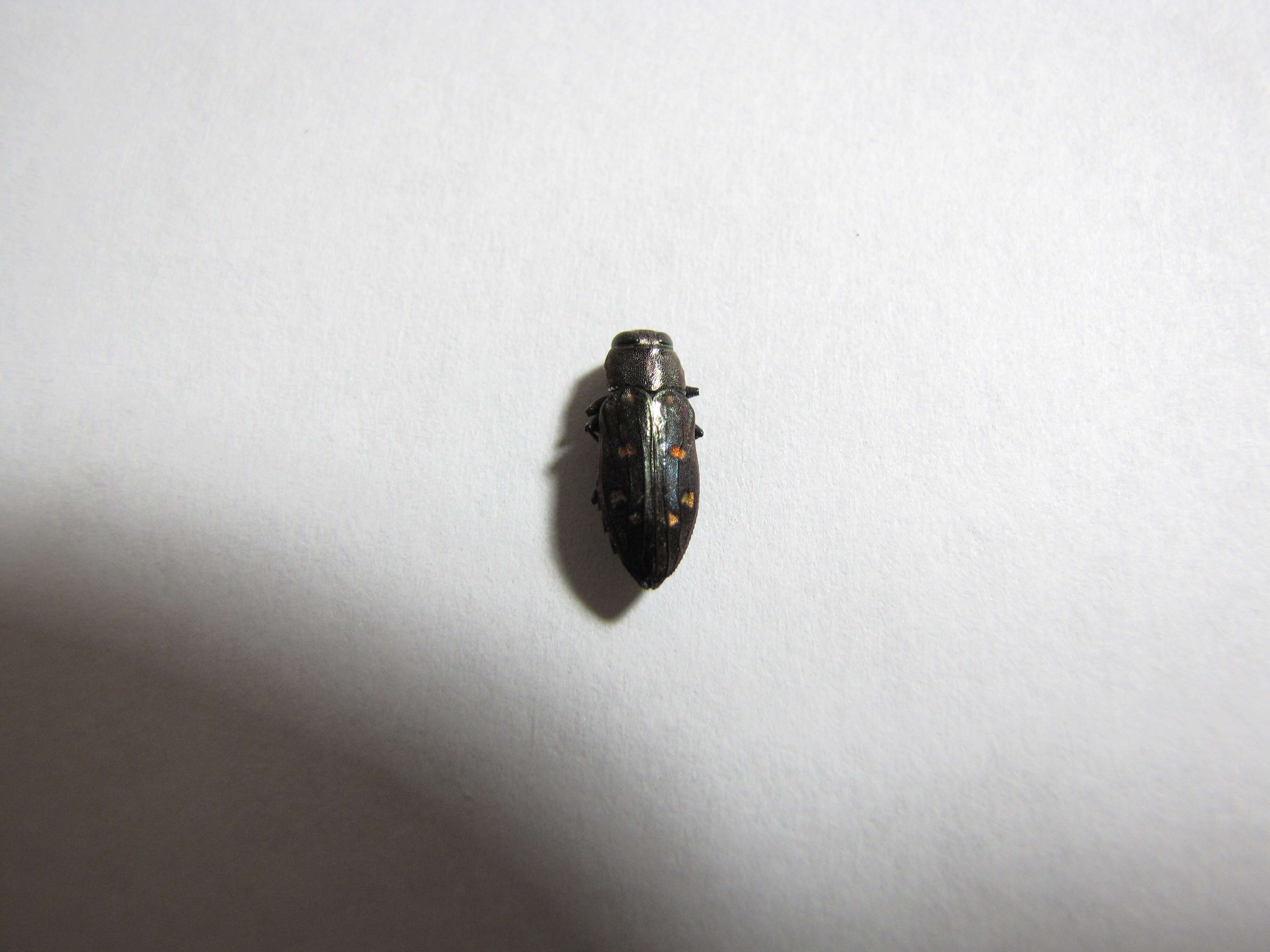 Image of Jewel beetle