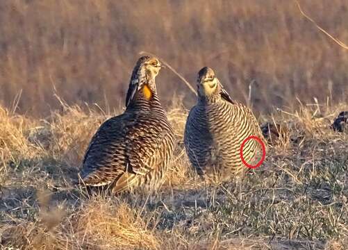 Image of Greater Prairie Chicken