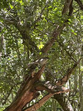 Image of Socorro Mockingbird