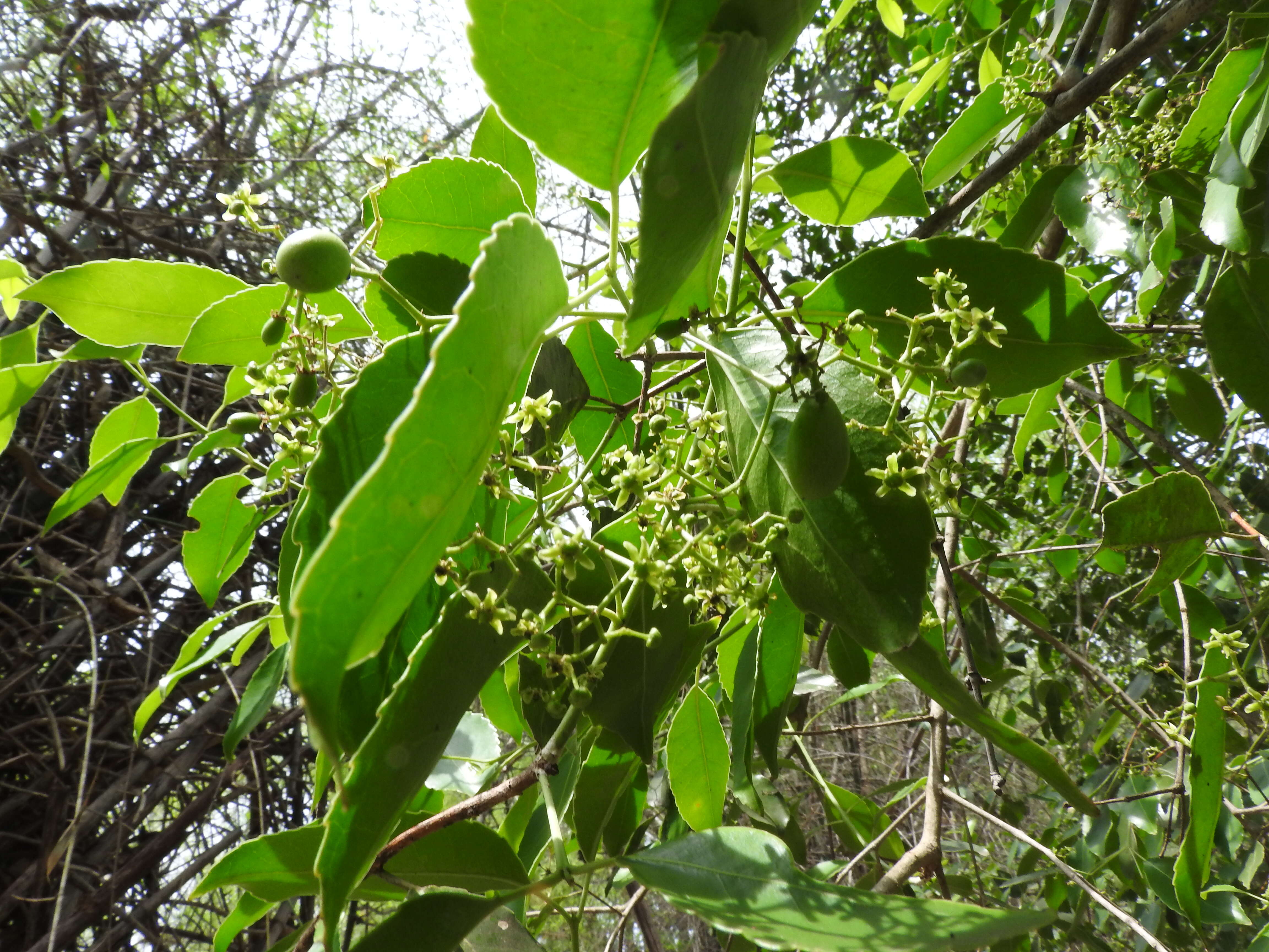 Слика од Elaeodendron glaucum (Rottb.) Pers.