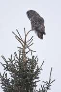 Image of Great Gray Owl