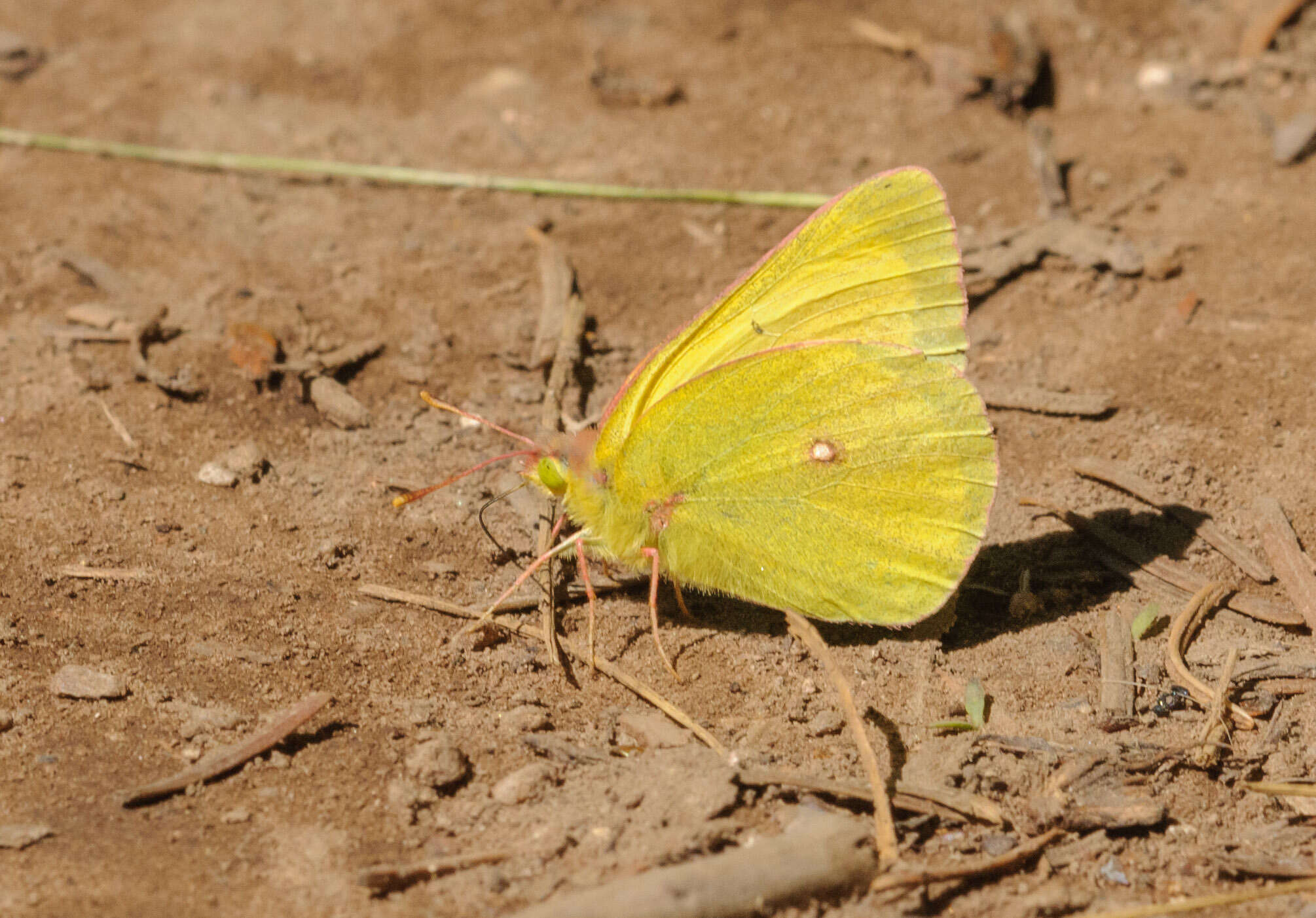 Image of Western Sulphur