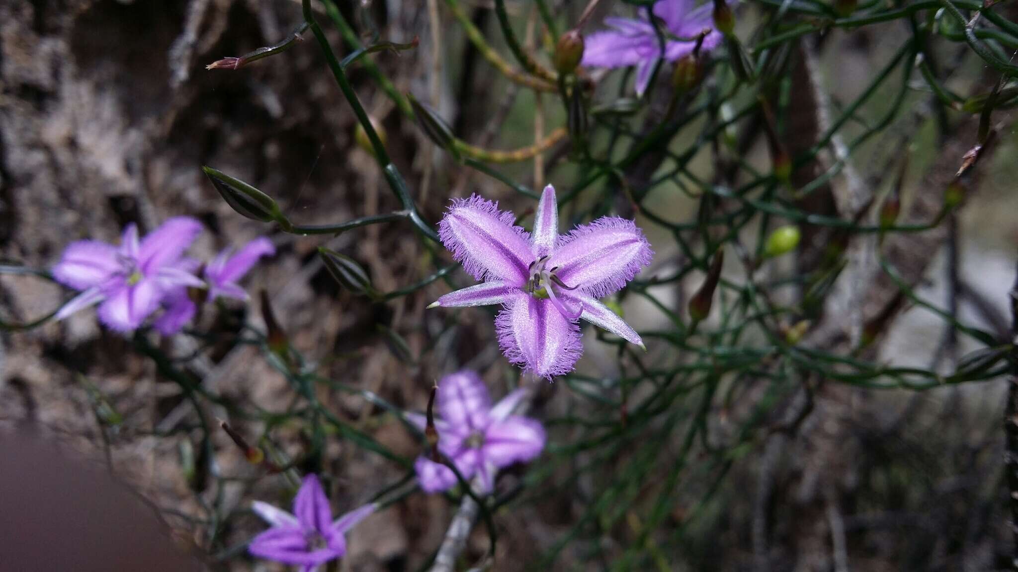 Слика од Thysanotus manglesianus Kunth