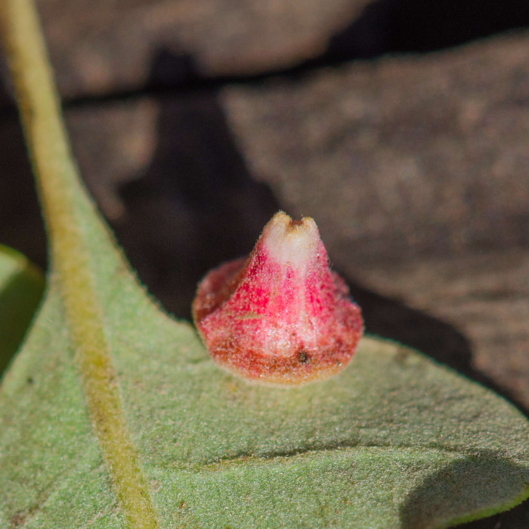 Image of Red Cone Gall Wasp