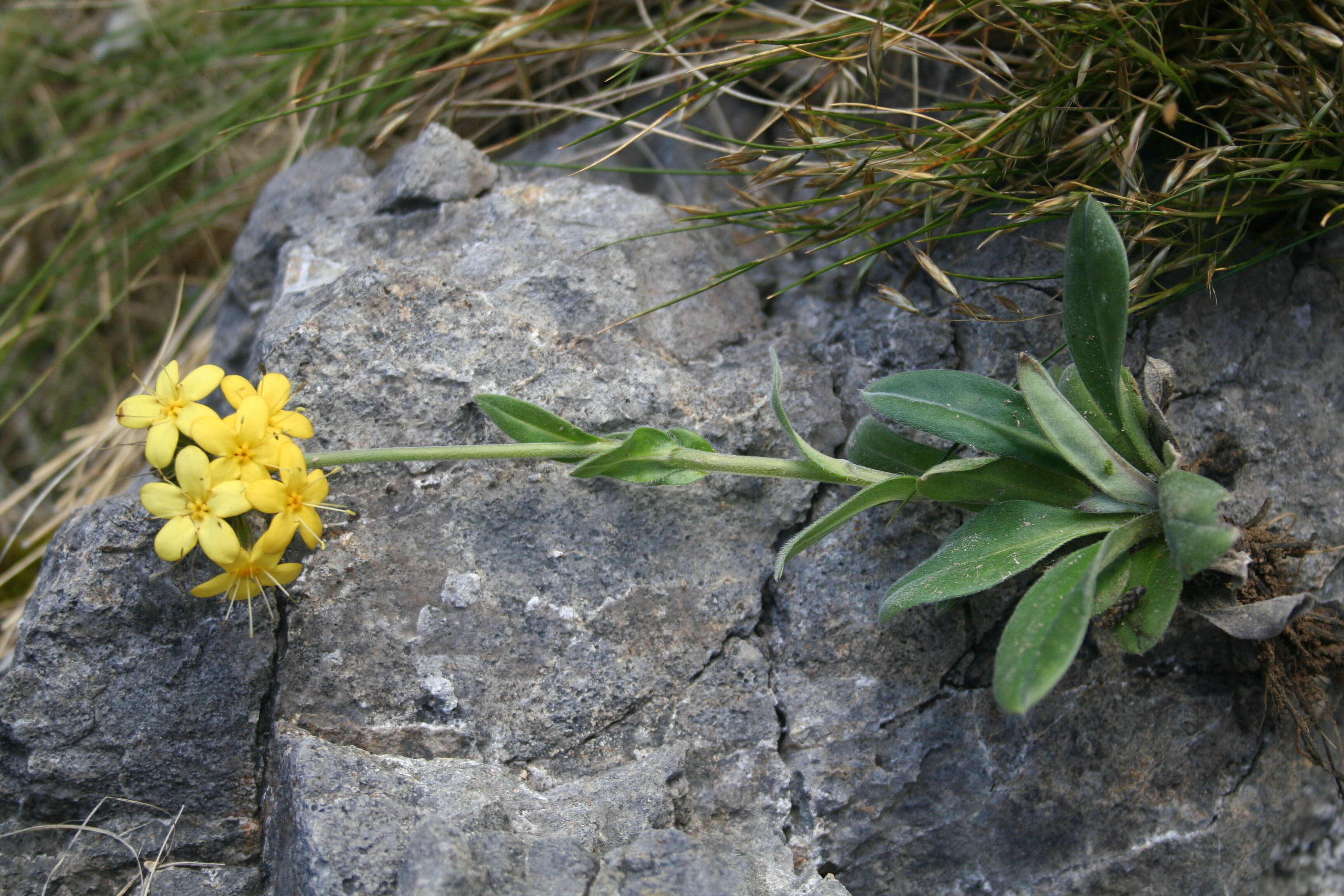 Image of Myosotis concinna Cheesem.