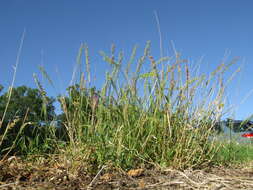 Image of Australian bur grass