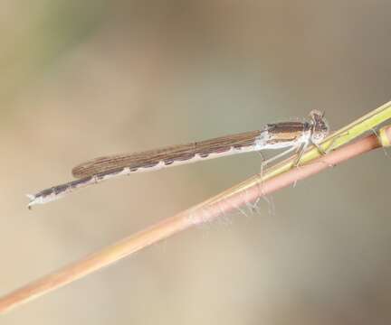 Image of Siberian Winter Damsel