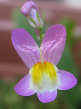 Image of Moroccan toadflax