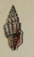 Image of Vexillum appelii (Jickeli 1874)