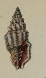 Image of Vexillum appelii (Jickeli 1874)