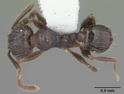 Pheidole crassicornis Emery 1895 resmi