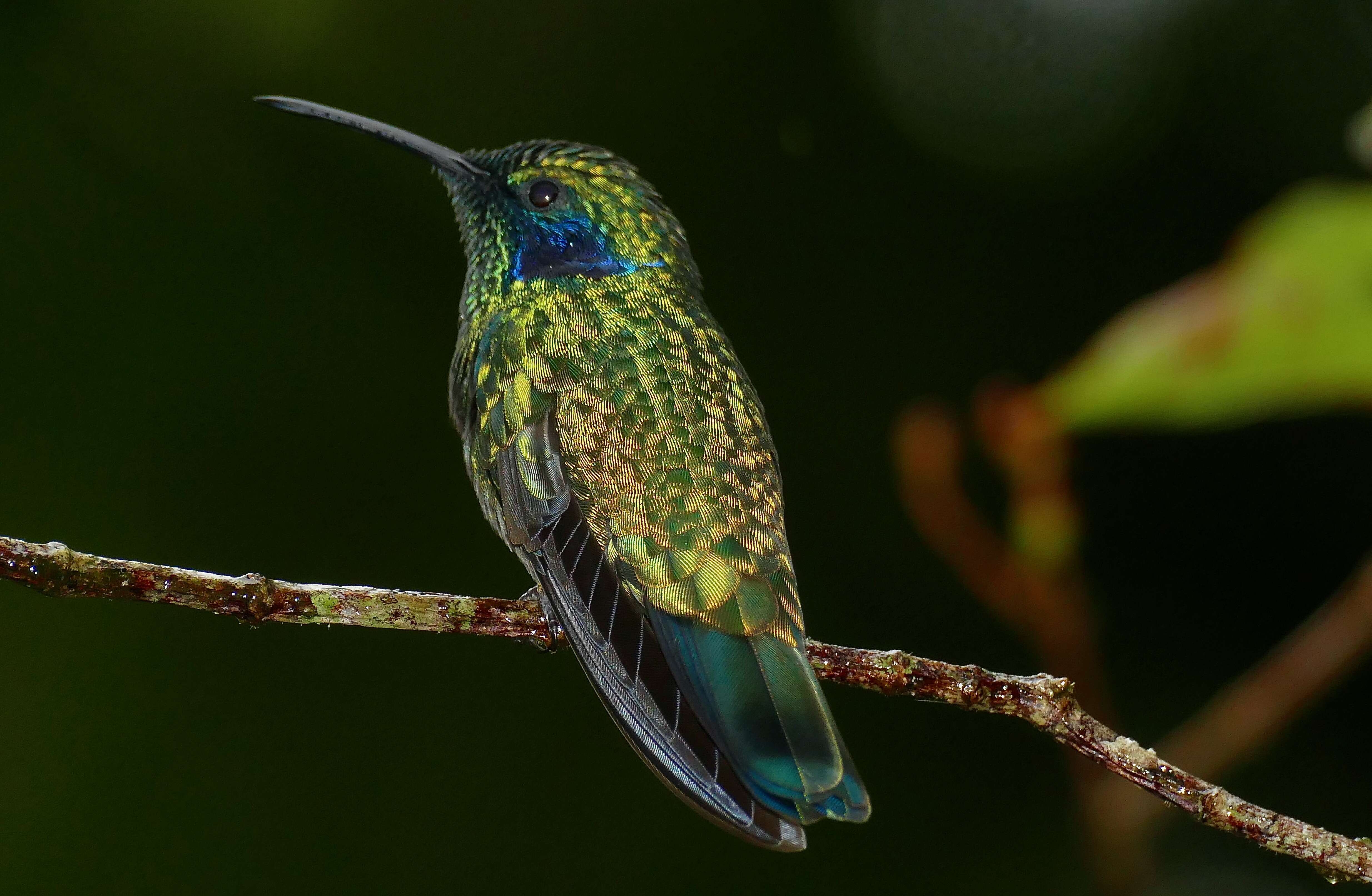 Image of Lesser Violetear