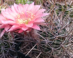 Plancia ëd Echinopsis ferox (Britton & Rose) Backeb.