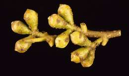 Image of Alpine Cider Gum