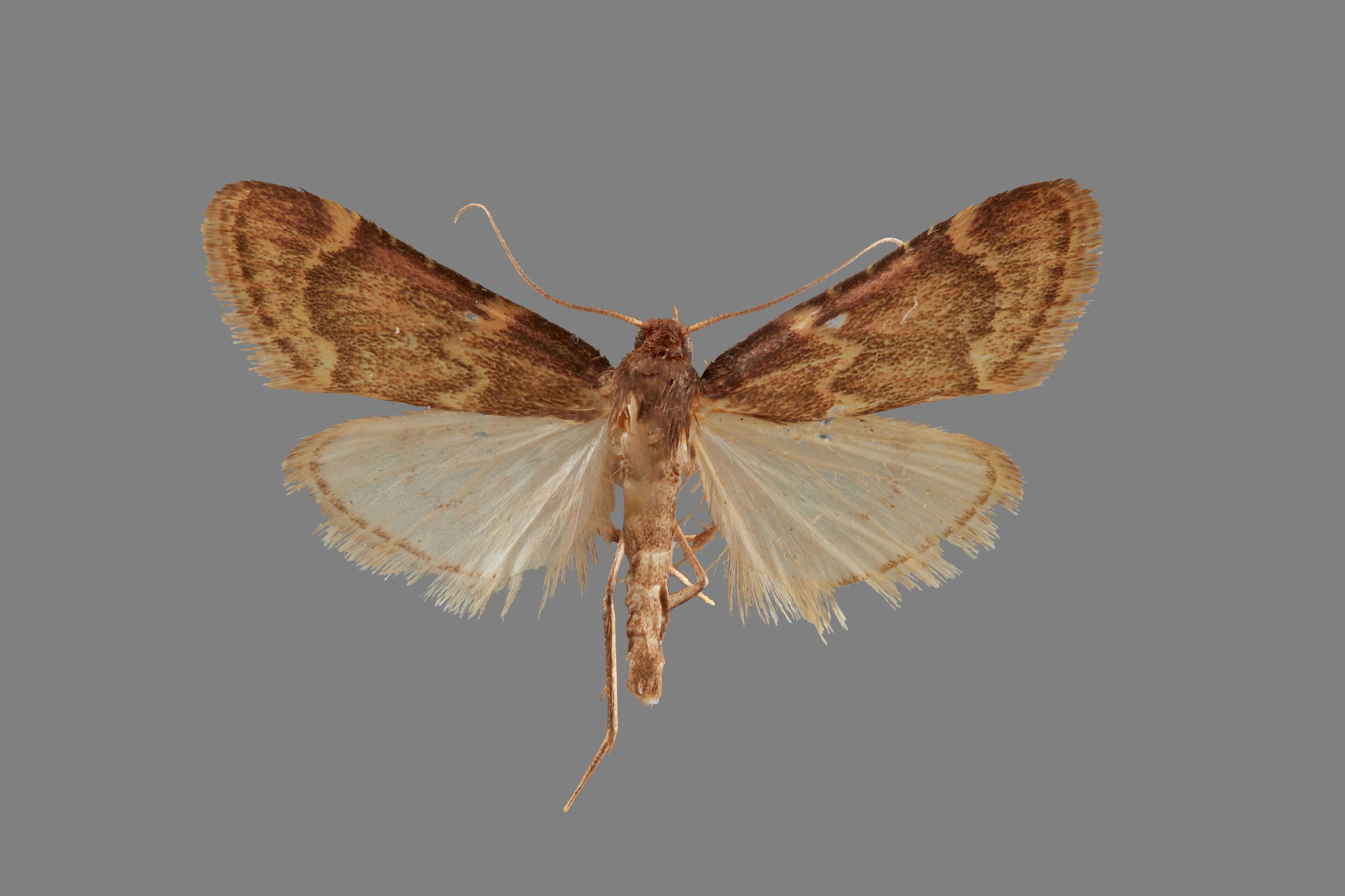 Image of Aglossa cacamica Dyar 1914