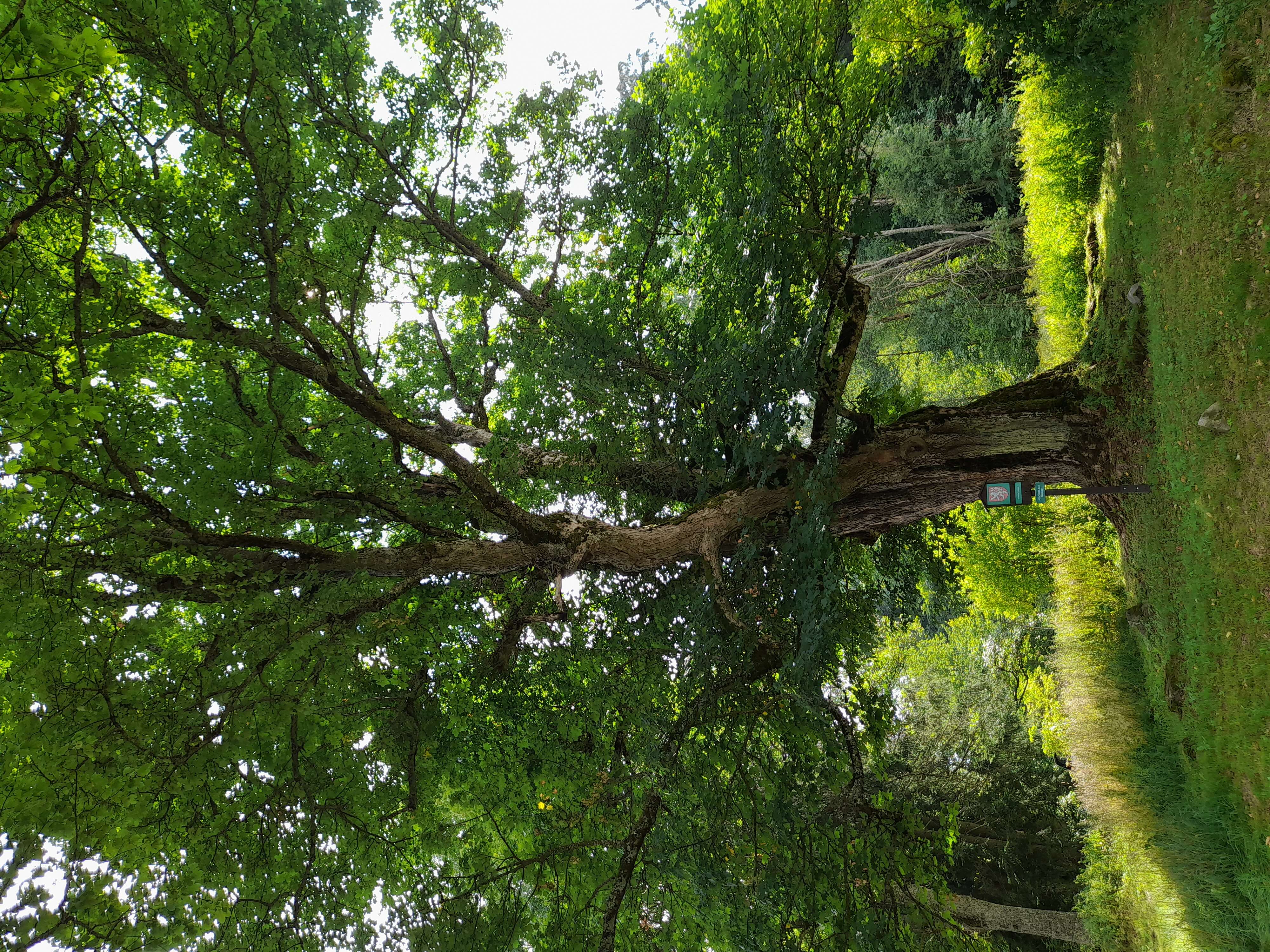 Imagem de Acer pseudoplatanus L.