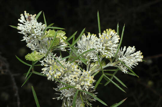 Image of Grevillea triloba Meissn.