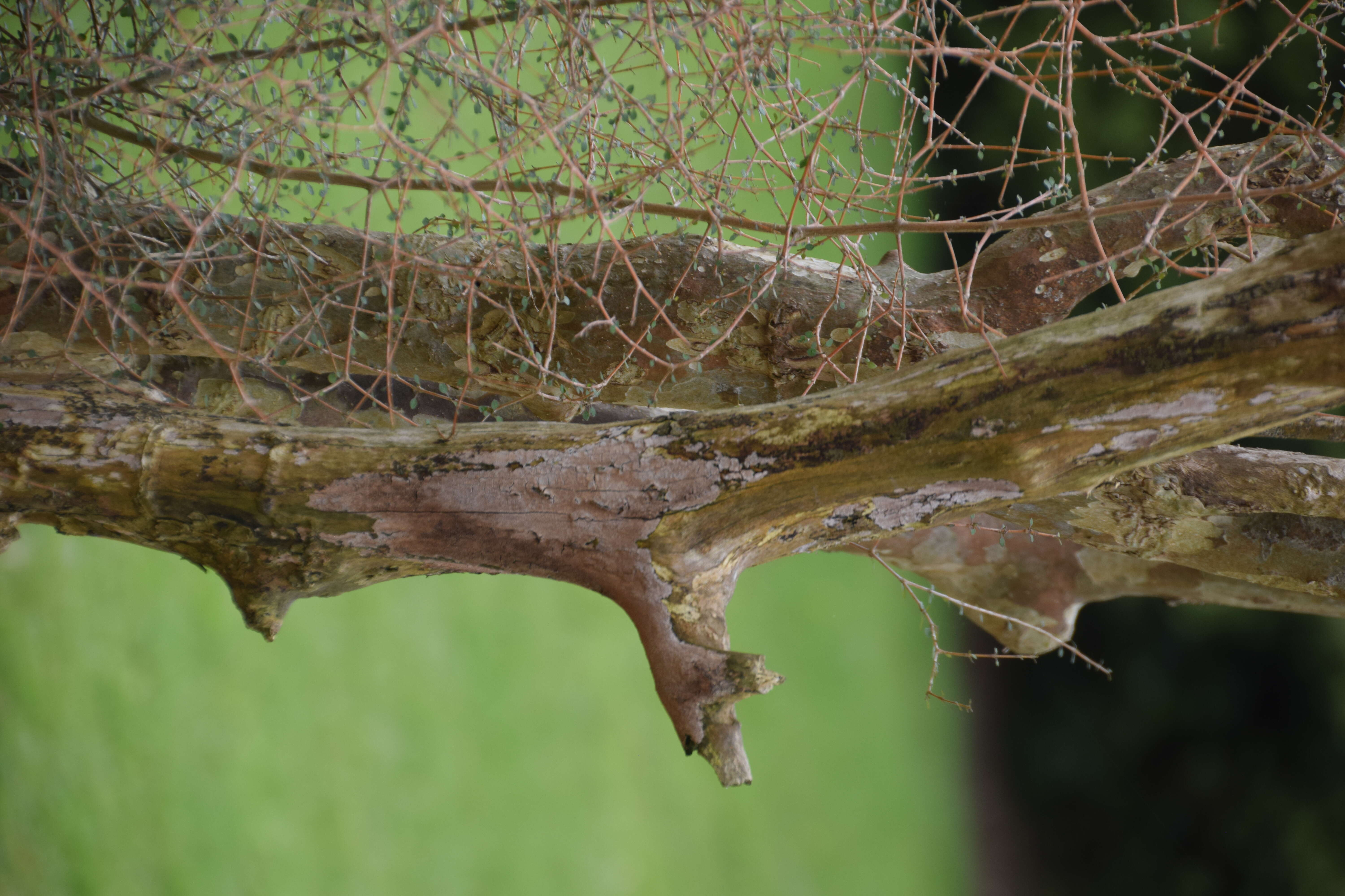 Image of Coprosma virescens Petrie